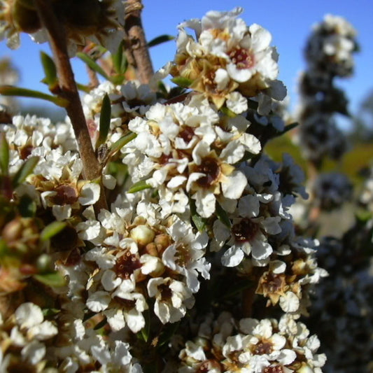 Agonis Fragrans (Fragonia) Essential Oil