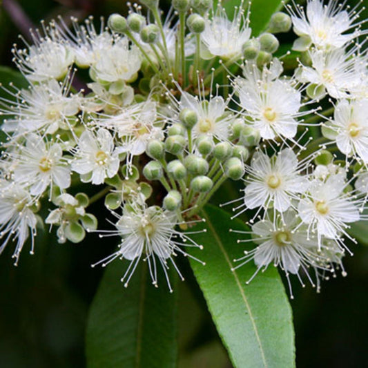 Aniseed Myrtle Essential Oil