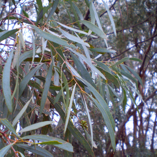 Eucalyptus Blue Mallee Essential Oil