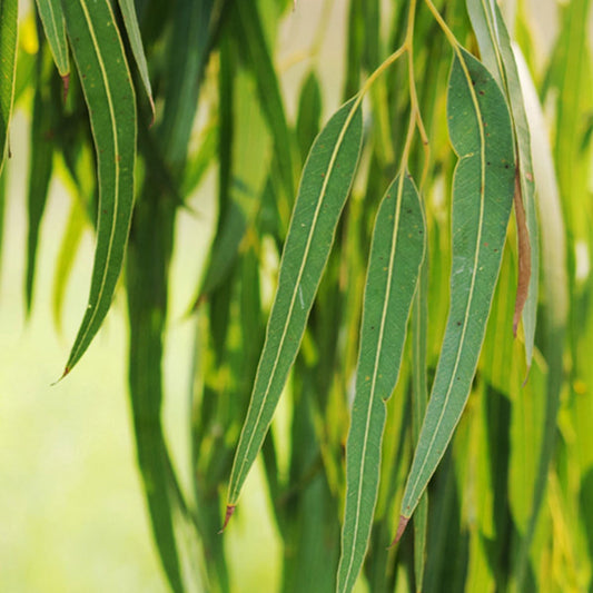 Eucalyptus Kochii Essential Oil