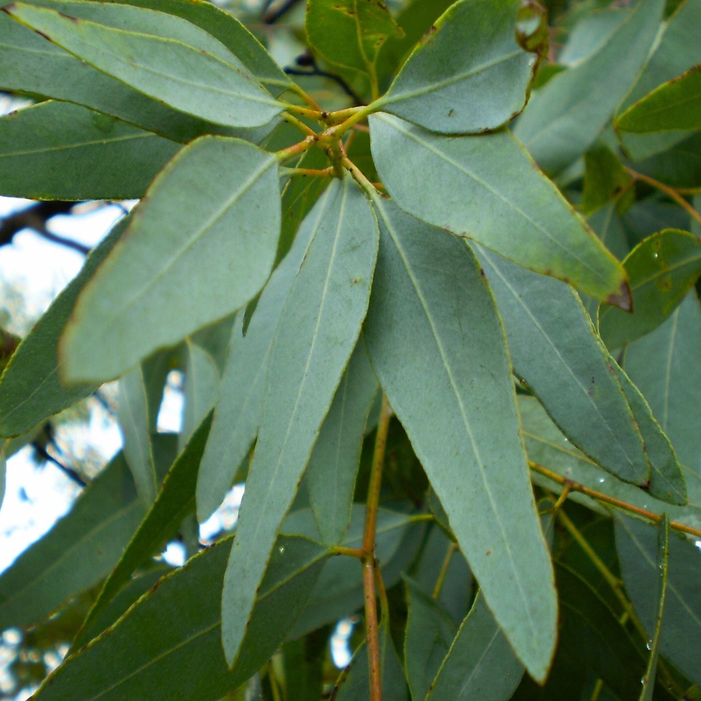 Eucalyptus Lemon Scented Ironbark Essential Oil