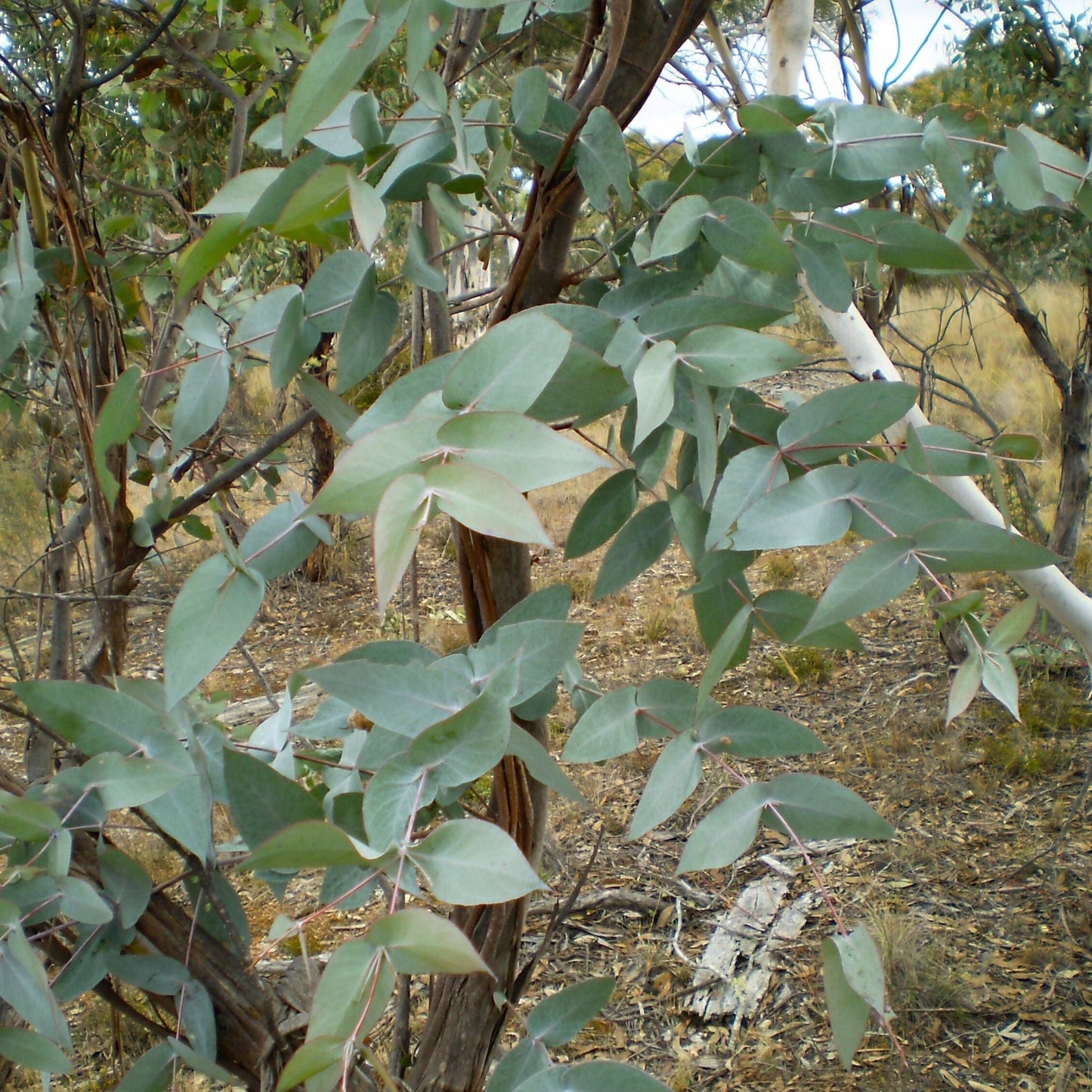 Eucalyptus Peppermint Gum Essential Oil