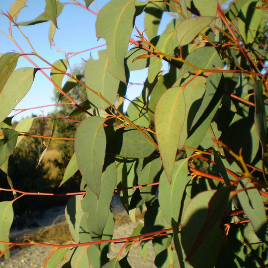 Eucalyptus Strawberry Gum Essential Oil