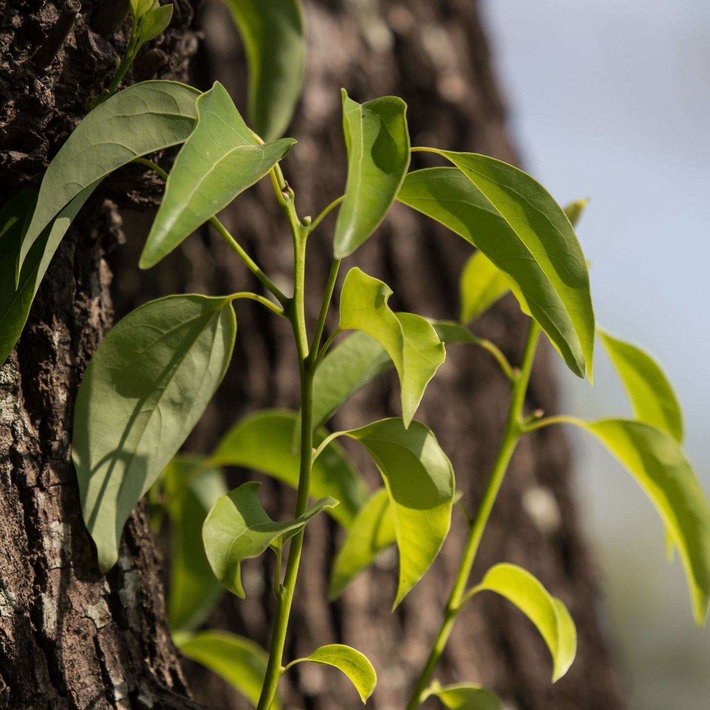 Ho Wood Essential Oil