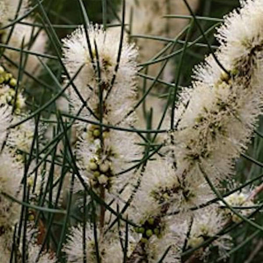 Honey Myrtle Essential Oil