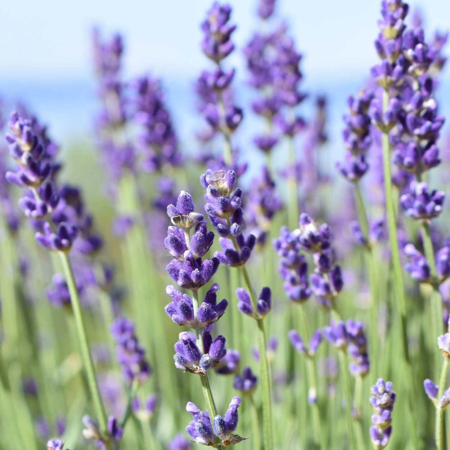 Lavender Essential Oil