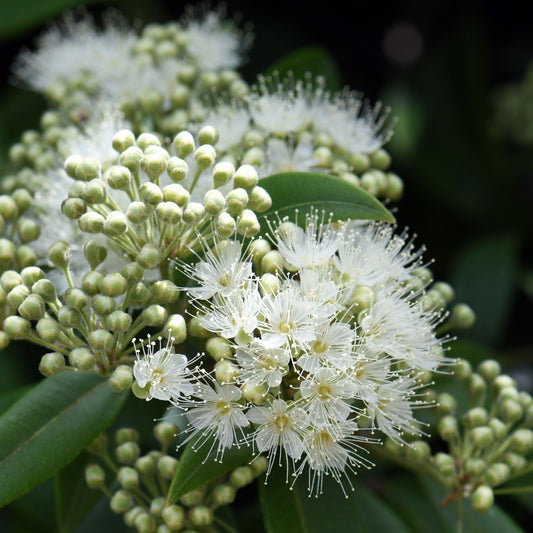 Lemon Myrtle Essential Oil