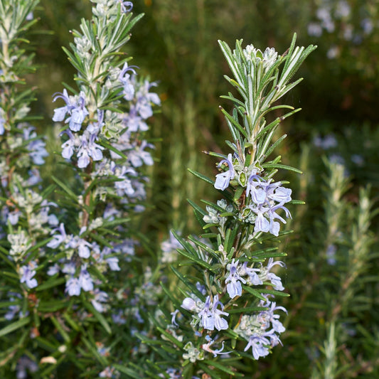 Rosemary Essential Oil