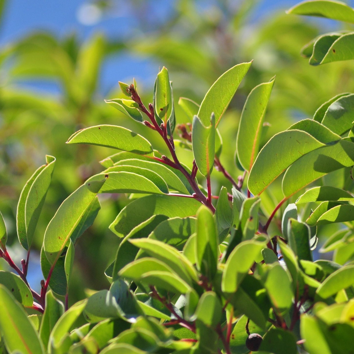 Sandalwood (album) Essential Oil