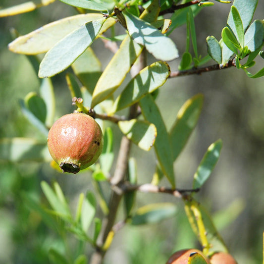 Sandalwood (spicatum) Essential Oil