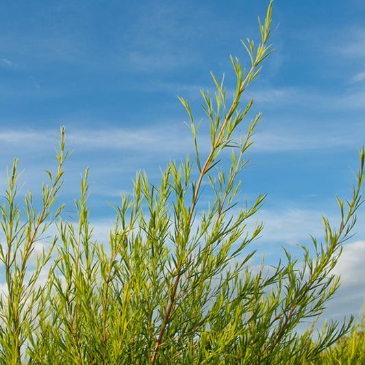 Tea Tree (Plantation Grown) Essential Oil